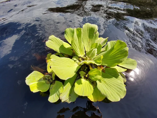 Water lettuce pływające na Fisheating Creek, Floryda. — Zdjęcie stockowe