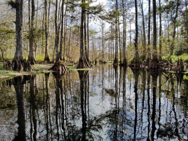 Palmdale yakınlarındaki Fisheating Creek, Florida.