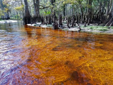 Fisheating Creek tanen lekeli su, Florida.