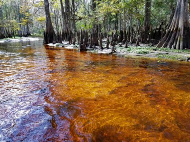 Fisheating Creek tanen lekeli su, Florida.