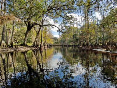 Palmdale yakınlarındaki Fisheating Creek, Florida.
