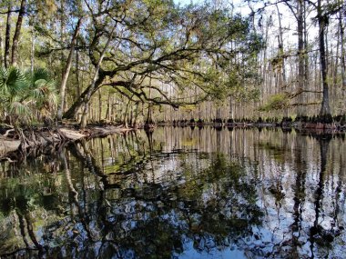 Palmdale yakınlarındaki Fisheating Creek, Florida.