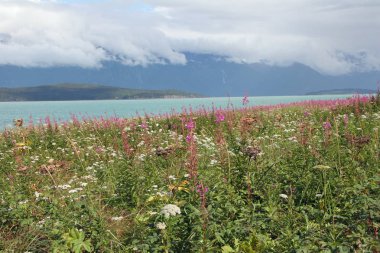 Buzul Noktası'nın kır çiçekleri, Alaska.