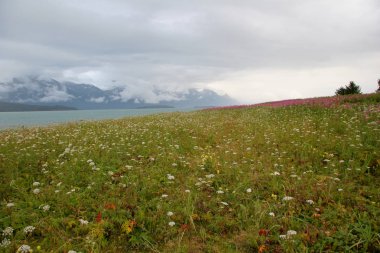 Buzul Noktası'nın kır çiçekleri, Alaska.