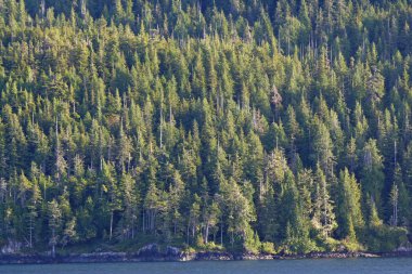 Inside Passage, Alaska'nın yan aydınlatmalı dökmeyen ağaçları.