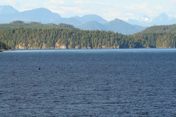 Alaskas Inside Passage katil balinalar. — Stok fotoğraf