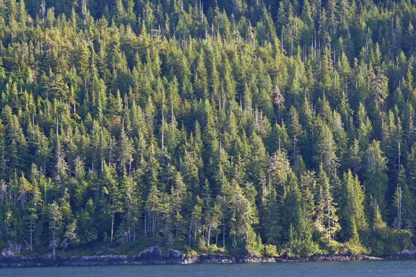Sidlight pohon evergreen dari Inside Passage, Alaska . — Stok Foto