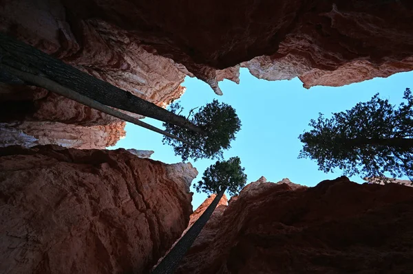 Douglas taxifolié sur le sentier Navajo Loop dans le canyon Bryce . — Photo