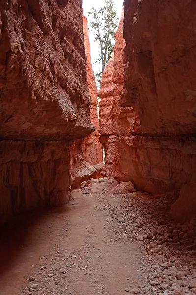 Wall Street sezione del Navajo Loop Trail nel Bryce Canyon . — Foto Stock
