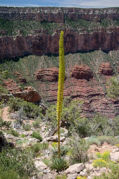 Flowering Century Plant on South Kaibab Trail in Grand Canyon.