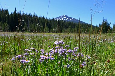 Arka planda Mount Bachelor ile Papatyalar Alanı.