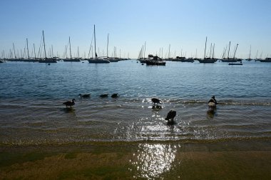 Monroe harbor Chicago, Illinois.