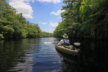 Fisheating Creek, Florida'da aktif kıdemli kano.
