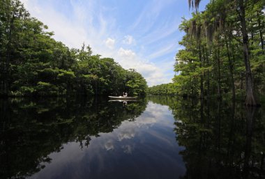 Fisheating Creek, Florida'da aktif kıdemli kano.