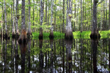 Balıkçı Koyu sakin bir yaz öğleden sonrası yansıması.