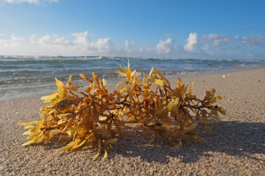 Miami Beach, Florida 'da deniz yosunu.