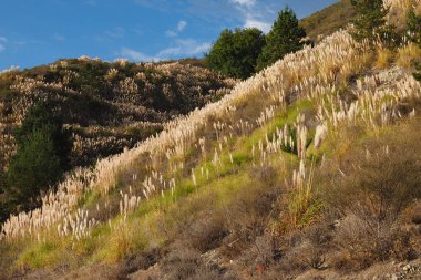 Monterey County, Kaliforniya 'daki Big Sur Sahili.