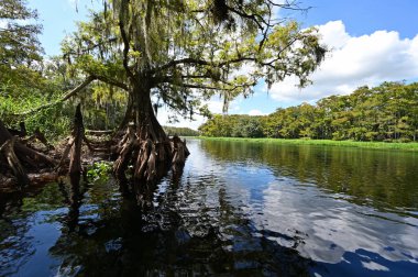 Florida Fisheating Creek 'te Cypress Trees.