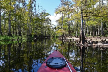 Florida Fisheating Creek 'te kayak yaparken..