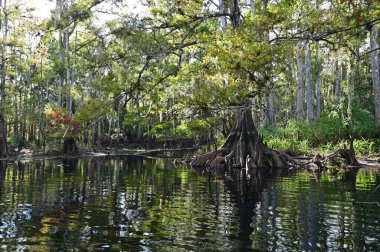 Florida Fisheating Creek 'te Cypress Trees.