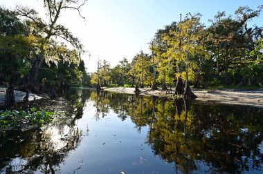 Fisheating Creek, Florida 'da arka ışıklandırılmış Cypress Ağaçları.