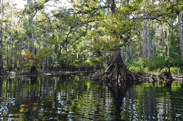 Árvores de cipreste em Fisheating Creek, Florida . — Fotografia de Stock