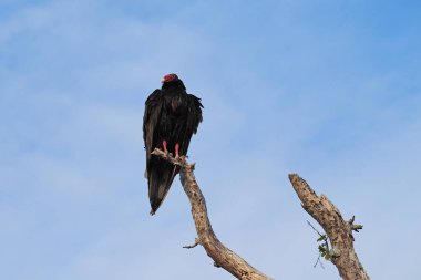 Everglades Ulusal Parkı 'nda Akbaba.