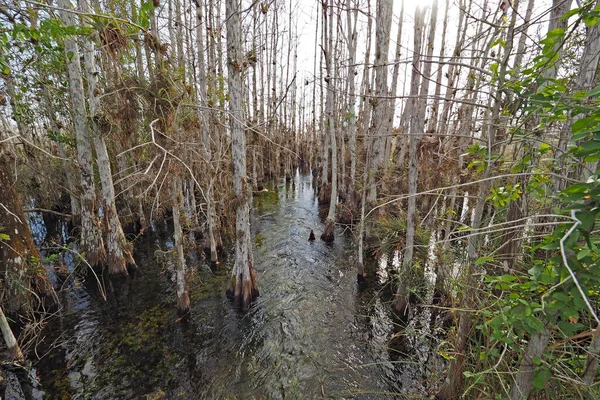 Zypressen in fließendem Wasser in den Waldlichtungen. — Stockfoto
