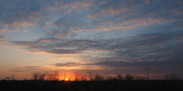 Západ slunce nad cypřiši v národním parku Everglades. — Stock fotografie