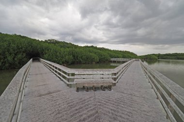 Everglades Ulusal Parkı 'nda sabahın erken saatlerinde.