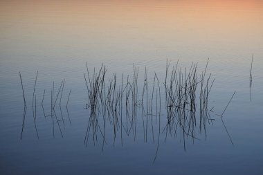 Şafakta sudaki sazlıklar Everglades Ulusal Parkı, Florida.