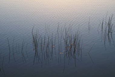 Şafakta sudaki sazlıklar Everglades Ulusal Parkı, Florida.
