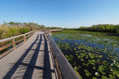 Florida 'daki Evberglades Ulusal Parkı' nda Anhinga patikası..