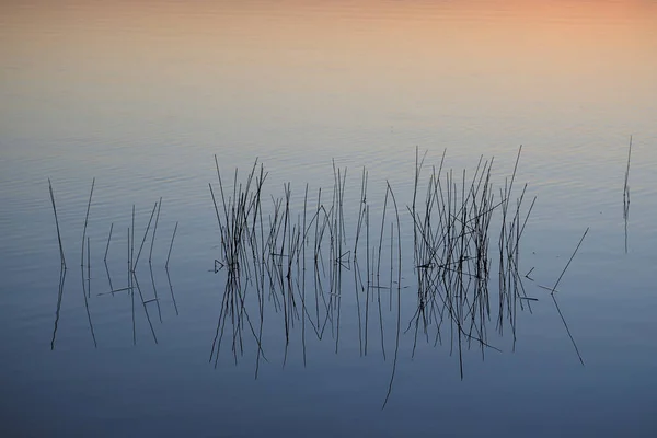 Trzcina w wodzie o świcie w Parku Narodowym Everglades, Floryda. — Zdjęcie stockowe