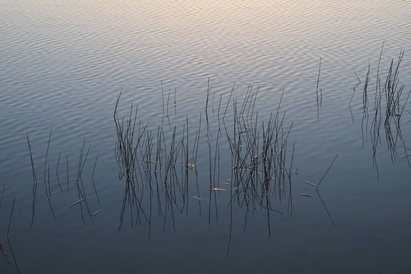 Reeds in water at dawn in Everglades National Park, Florida. — Stock Photo, Image