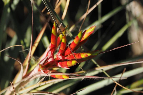 Flor de planta de aire roja y amarilla en Everglades National Park, Florida — Foto de Stock