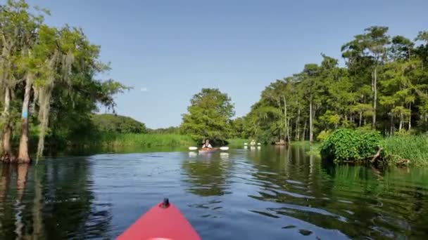 Nő és aktív nyári kajakozás a floridai Fisheating Creeken 4K. — Stock videók