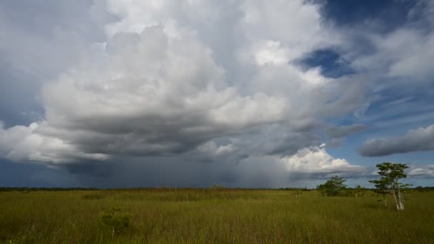 Timelapse formowania się chmur deszczowych nad trawą tartaczną w Parku Narodowym Everglades 4K. — Wideo stockowe