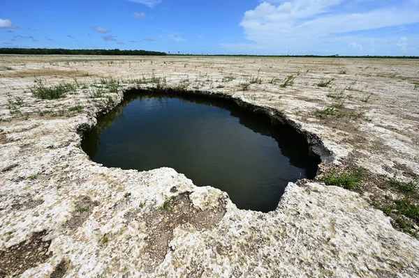 Solution Hole in Hole-In-The-Donut restoration area in Everglades National Park.