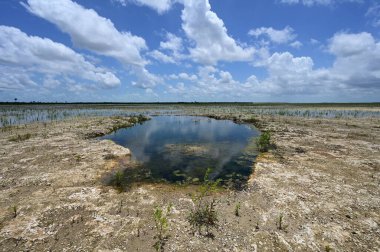 Everglades Ulusal Parkı 'ndaki Delikte Çözüm Deliği Restorasyon Bölgesi.
