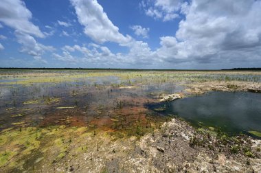 Everglades Ulusal Parkı 'ndaki Delikte Çözüm Deliği Restorasyon Bölgesi.
