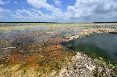 Everglades Ulusal Parkı 'ndaki Delikte Çözüm Deliği Restorasyon Bölgesi.