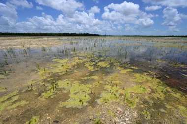 Everglades Ulusal Parkı 'ndaki Delikte Çözüm Deliği Restorasyon Bölgesi.