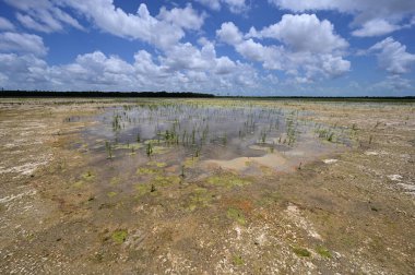 Everglades Ulusal Parkı 'ndaki Delikte Çözüm Deliği Restorasyon Bölgesi.