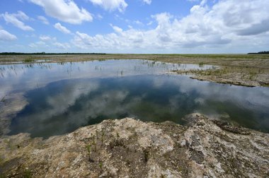 Everglades Ulusal Parkı 'ndaki Delikte Çözüm Deliği Restorasyon Bölgesi.