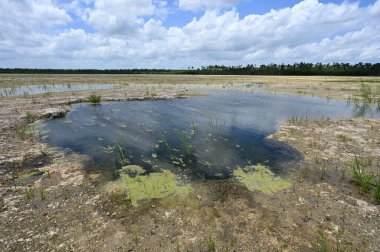 Everglades Ulusal Parkı 'ndaki Delikte Çözüm Deliği Restorasyon Bölgesi.