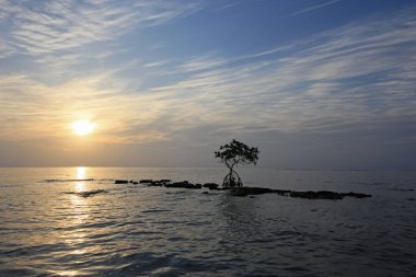 Florida Key Biscayne 'deki Fosilleşmiş Resifte Cüce Mangrove Ağacı.
