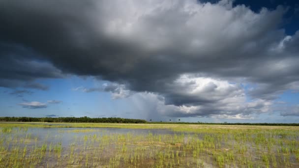 Waktu awan di atas Lubang-In-The-Donut daerah di Everglades Taman Nasional 4K. — Stok Video