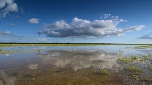 Waktu awan di atas Lubang-In-The-Donut daerah di Everglades Taman Nasional 4K. — Stok Video