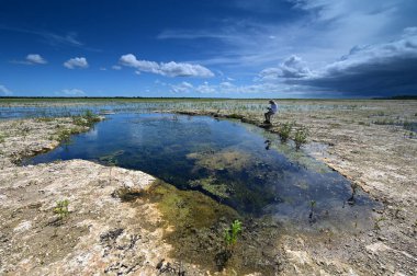 Etkin kıdemli araştırmalar ve fotoğraflar Everglades 'te çözümleme delikleri açıyor.